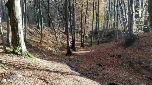 Jesienny bukowy las