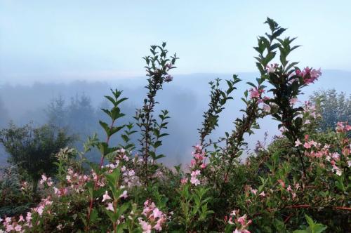 Widok kwiatów w porannej mgle